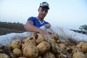 EGYPT-MONUFIA-POTATO-HARVEST