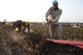 EGYPT-MONUFIA-POTATO-HARVEST