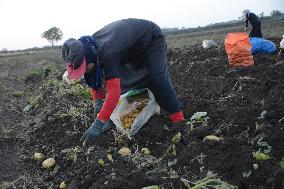 EGYPT-MONUFIA-POTATO-HARVEST