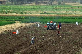 EGYPT-MONUFIA-POTATO-HARVEST