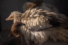 INDIA-NEW DELHI-BIRD RESCUERS
