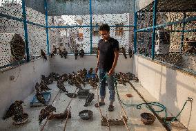 INDIA-NEW DELHI-BIRD RESCUERS
