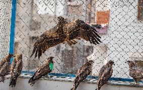 INDIA-NEW DELHI-BIRD RESCUERS
