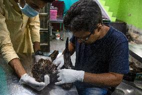 INDIA-NEW DELHI-BIRD RESCUERS