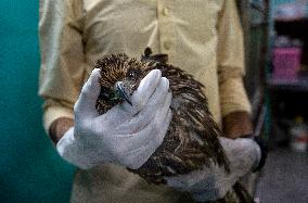 INDIA-NEW DELHI-BIRD RESCUERS