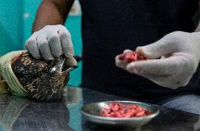 INDIA-NEW DELHI-BIRD RESCUERS