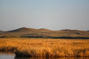 CHINA-INNER MONGOLIA-XILINGOL LEAGUE-PASTURE-SCENERY (CN)