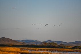 CHINA-INNER MONGOLIA-XILINGOL LEAGUE-PASTURE-SCENERY (CN)