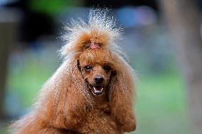 ROMANIA-BUCHAREST-CANINE BEAUTY CONTEST