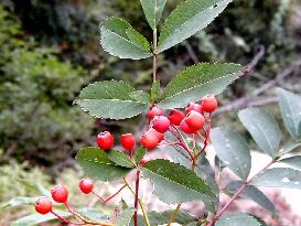 Xinhua Headlines: Chinese germplasm bank conserves biodiversity in warm temperate zone