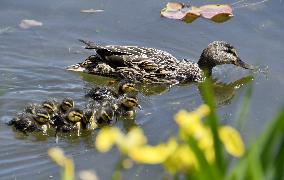 CHINA-BEIJING-YUANMINGYUAN PARK-BIRDS (CN)
