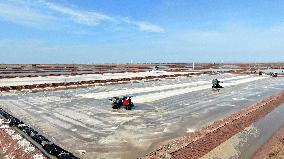 CHINA-SHANDONG-ZHANHUA-SALT-HARVEST (CN)