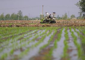 CHINA-LIAONING-SPRING SOWING (CN)
