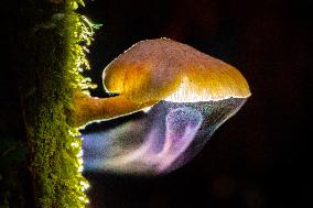 NEW ZEALAND-FUNGI-COLOR