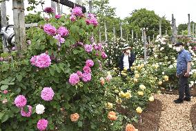 Rose festival at flower park in western Japan