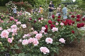 Rose festival at flower park in western Japan
