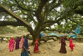 BANGLADESH-THAKURGAON-MANGO TREE