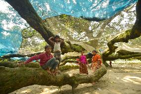 BANGLADESH-THAKURGAON-MANGO TREE