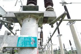 Xinhua Headlines: Rare species thrive in China through enhanced biodiversity conservation