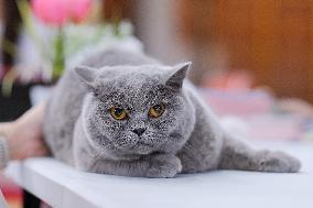 CROATIA-ZAGREB-INT'L CAT SHOW