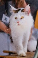 CROATIA-ZAGREB-INT'L CAT SHOW
