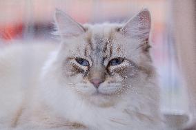 CROATIA-ZAGREB-INT'L CAT SHOW