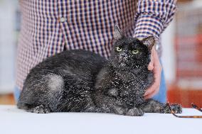 CROATIA-ZAGREB-INT'L CAT SHOW