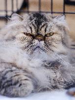 CROATIA-ZAGREB-INT'L CAT SHOW