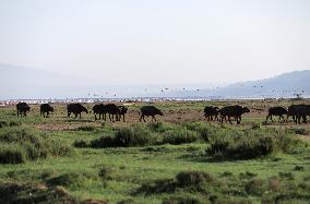 KENYA-NAKURU-ANIMALS