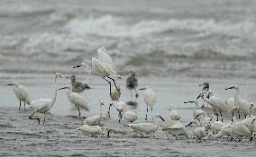 CHINA-FUJIAN-MINJIANG RIVER-NATURE RESERVE-BIRDS (CN)