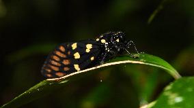 CHINA-HAINAN-TROPICAL RAINFOREST PARK-WUZHISHAN (CN)