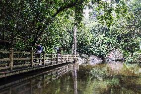 CHINA-HAINAN-TROPICAL RAINFOREST PARK-WUZHISHAN (CN)