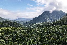 CHINA-HAINAN-TROPICAL RAINFOREST PARK-WUZHISHAN (CN)