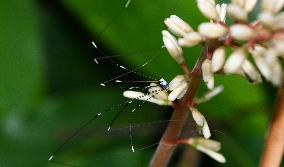 CHINA-HAINAN-TROPICAL RAINFOREST PARK-WUZHISHAN (CN)