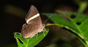 CHINA-HAINAN-TROPICAL RAINFOREST PARK-WUZHISHAN (CN)