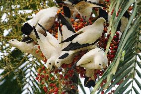 SINGAPORE-BIODIVERSITY-PARK