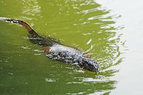 SINGAPORE-BIODIVERSITY-PARK