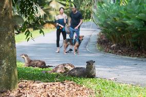 SINGAPORE-BIODIVERSITY-PARK