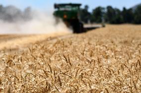 ISRAEL-KIRYAT SHEMONA-WHEAT HARVEST