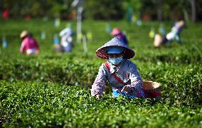 CHINA-HAINAN-TEA PLANTATION (CN)