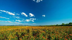 CHINA-XINJIANG-YUMIN-SAFFLOWER-INDUSTRY (CN)