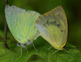 INDIA-AGARTALA-BUTTERFLIES-MATING