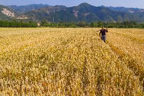 #CHINA-WHEAT-HARVEST (CN)