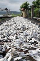 INDONESIA-WEST JAVA-DAILY LIFE-FISH DRYING