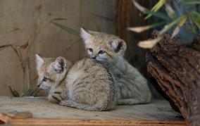 ISRAEL-RAMAT GAN-SAND CAT