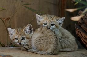 ISRAEL-RAMAT GAN-SAND CAT