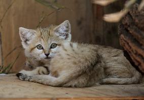 ISRAEL-RAMAT GAN-SAND CAT