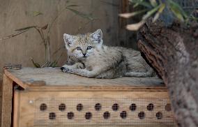 ISRAEL-RAMAT GAN-SAND CAT