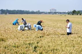 CHINA-HENAN-DENGZHOU-WHEAT (CN)