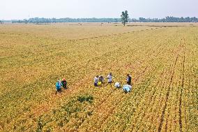 CHINA-HENAN-DENGZHOU-WHEAT (CN)